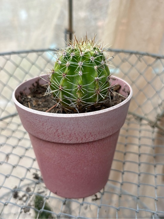 Other - Small Green Cactus in Pink Terracotta Pot